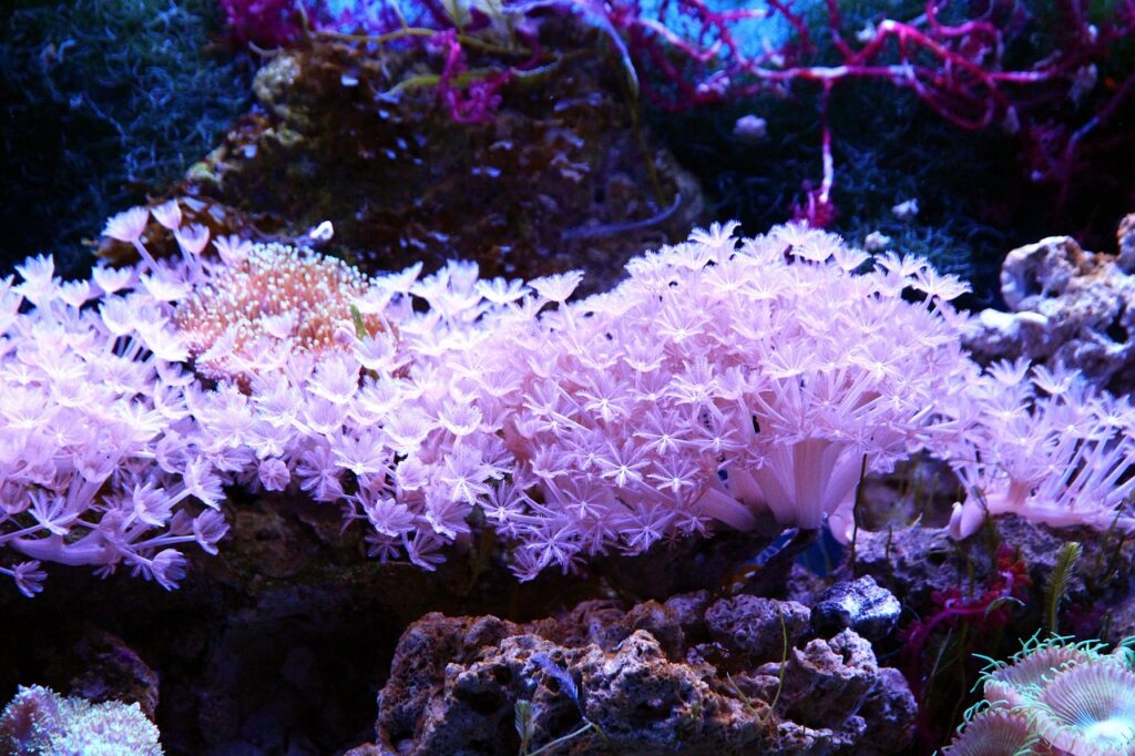 Barriera corallina a rischio