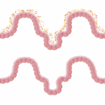 Come il microbiota modella il sistema immunitario