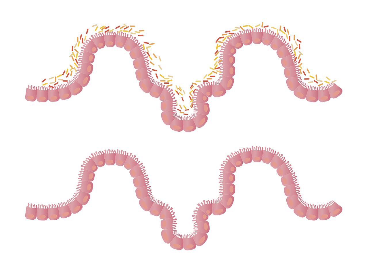 Scopri di più sull'articolo Come il microbiota modella il sistema immunitario